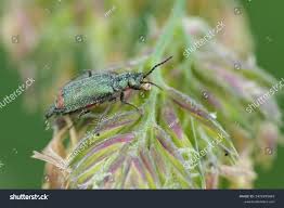 Attēlu rezultāti vaicājumam “Malachidae”