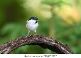 Attēlu rezultāti vaicājumam “Poecile palustris adult”