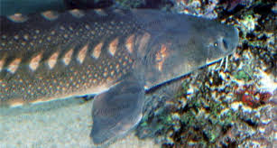 Image result for Acipenser transmontanus