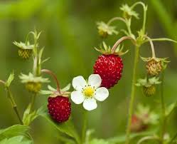 Attēlu rezultāti vaicājumam “Fragaria vesca fruit”