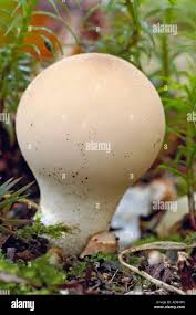 Attēlu rezultāti vaicājumam “Lycoperdon pyriforme”