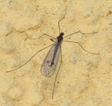 Attēlu rezultāti vaicājumam “Trichocera”