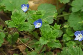 Attēlu rezultāti vaicājumam “Veronica persica leaf”
