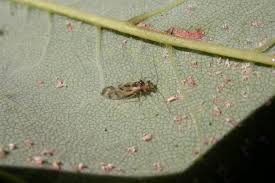 Attēlu rezultāti vaicājumam “Psocoptera”