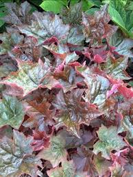 Image result for HEUCHERA americana 'Palace Purple Auslese'