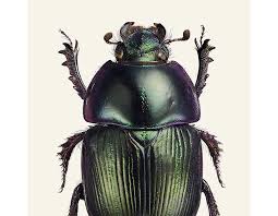 Attēlu rezultāti vaicājumam “Geotrupes”