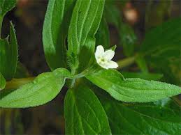 Attēlu rezultāti vaicājumam “Lithospermum officinale”