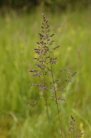 Attēlu rezultāti vaicājumam “Poa trivialis flower”