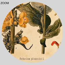 Image result for Verbascum phlomoides