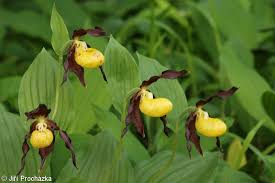 Attēlu rezultāti vaicājumam “Cypripedium calceolus”