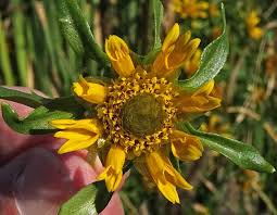 Attēlu rezultāti vaicājumam “Bidens cernua flower”