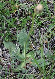 Attēlu rezultāti vaicājumam “Hypochaeris maculata”