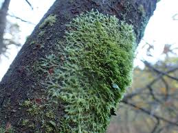 Attēlu rezultāti vaicājumam “Metzgeria violacea”