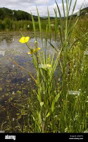 Attēlu rezultāti vaicājumam “Ranunculus lingua leaf”