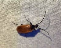 Attēlu rezultāti vaicājumam “Pseudocistela ceramboides”