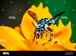 Attēlu rezultāti vaicājumam “Lamprotettix nitidulus”