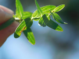 Attēlu rezultāti vaicājumam “Hypericum perforatum bud”