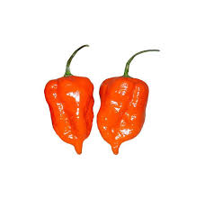 Afbeeldingsresultaat voor orange habanero hot pepper