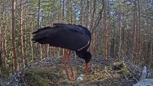 Attēlu rezultāti vaicājumam “Ciconia nigra nest”