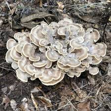 Attēlu rezultāti vaicājumam “Grifola frondosa”