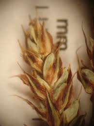 Attēlu rezultāti vaicājumam “Carex buxbaumii”