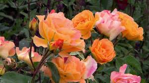 Image result for Rosengewächse