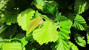 Attēlu rezultāti vaicājumam “Carpinus betulus fruit”