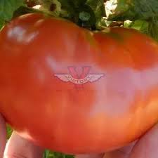 Afbeeldingsresultaat voor banana legs tomato