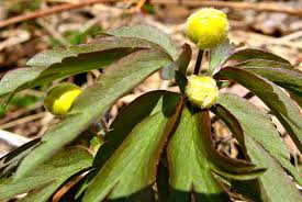 Attēlu rezultāti vaicājumam “Oenothera rubricauli bud”
