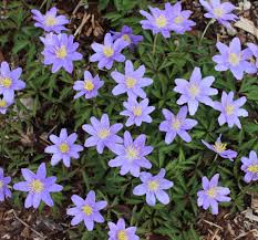 Attēlu rezultāti vaicājumam “Anemone nemorosa”