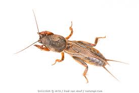 Attēlu rezultāti vaicājumam “Gryllotalpa gryllotalpa”