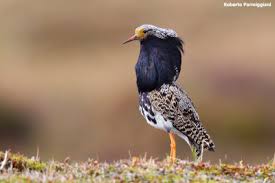 Attēlu rezultāti vaicājumam “Philomachus pugnax”