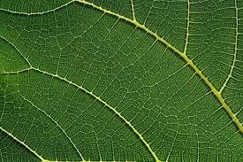 Attēlu rezultāti vaicājumam “leaf”