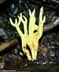 Attēlu rezultāti vaicājumam “Calocera viscosa”
