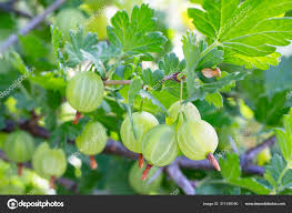 Attēlu rezultāti vaicājumam “Ribes uva-crispa fruit”