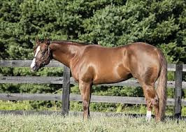 Attēlu rezultāti vaicājumam “Lopinga achine upperside”