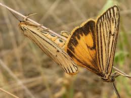 Attēlu rezultāti vaicājumam “Spiris striata”