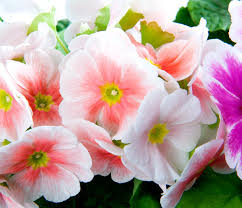 Image result for Primula obconica