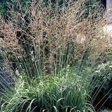 Attēlu rezultāti vaicājumam “Molinia caerulea fruit”