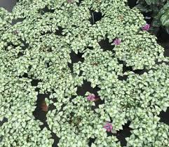 Attēlu rezultāti vaicājumam “Lamium maculatum leaf”