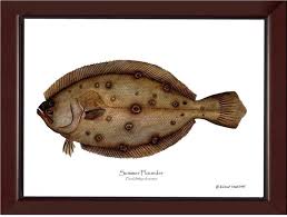 Image result for Paralichthys dentatus