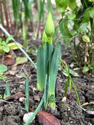 Attēlu rezultāti vaicājumam “Narcissus bud”