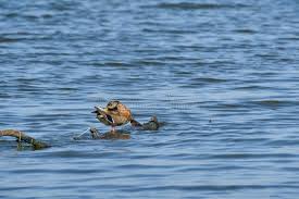 Attēlu rezultāti vaicājumam “Anas platyrhynchos juvenile”