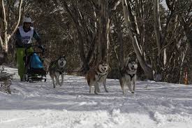 Image result for Team Ice Fire British Sled Dog Racing Team