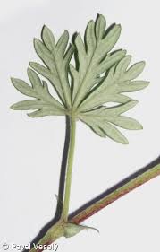 Attēlu rezultāti vaicājumam “Potentilla argentea leaf”