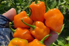 Afbeeldingsresultaat voor orange habanero hot pepper