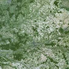 Attēlu rezultāti vaicājumam “Rabdophaga heterobia”