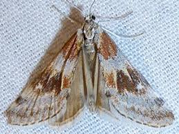 Attēlu rezultāti vaicājumam “Crambidae”