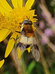 Attēlu rezultāti vaicājumam “Leucozona lucorum”