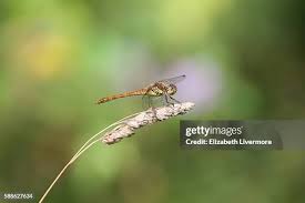 Attēlu rezultāti vaicājumam “Aeshna isoceles”